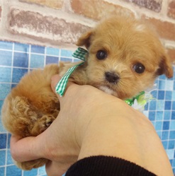 手乗りサイズの可愛い子犬をお探しの方、必見！！ 