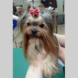 父親犬:ミック