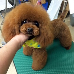 1.5kgの小さいパパ