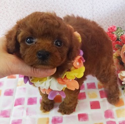 濃いレッドのぽっちゃりさん♡