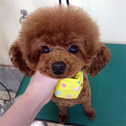 母親犬:キコ