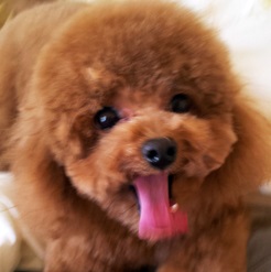 可愛いパパ