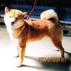2016年度チャンピオン犬のお父さん