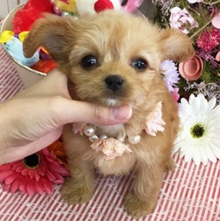 大人気のミックス犬！！可愛らしいチワプーちゃん☆彡