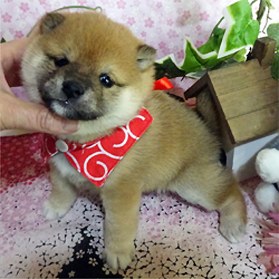 丸顔の豆柴の子狸ちゃん♡