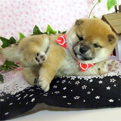 子狸ちゃん♡