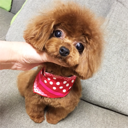 母親犬:ココア