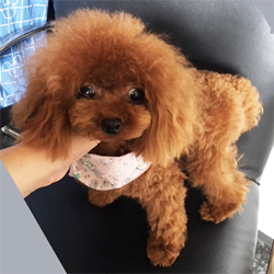母親犬:デイジー