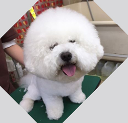 父親犬:アクア