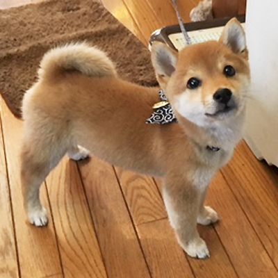 凛々しいお顔の小ぶり豆ちゃん♪