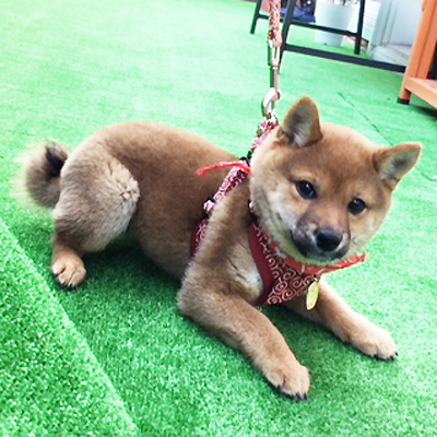 上質です!