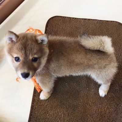 極小くん!!