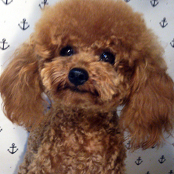 人気NO.1の父犬「そら太」