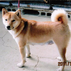 母親犬:駒