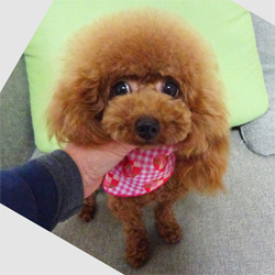 母親犬:アン