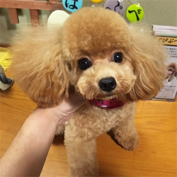 母親犬:クリス