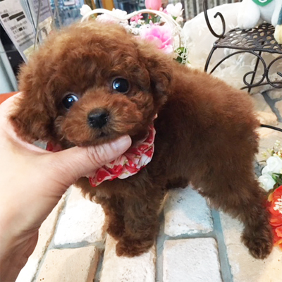 ちょっぴり離れた丸いお目目がキュート♡