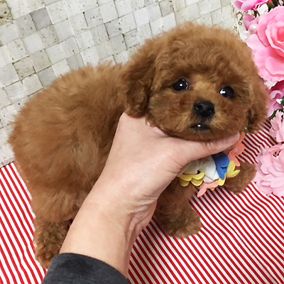 ぽっちゃり体型が可愛い♡