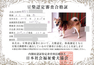 当店の看板犬です!