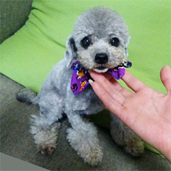 父親犬:ロンド