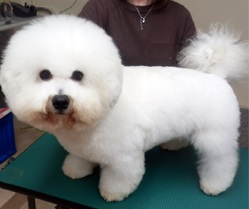 父親犬:スノー