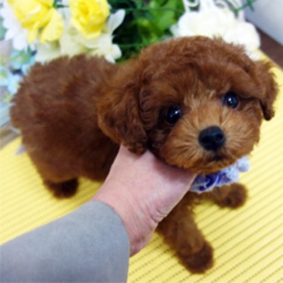 濃いレッドのおちびちゃん♡