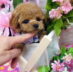 おちびさん♡
