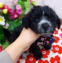 愛嬌者(犬)