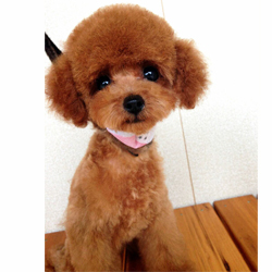 人気NO.1の母犬「羊ちゃん」