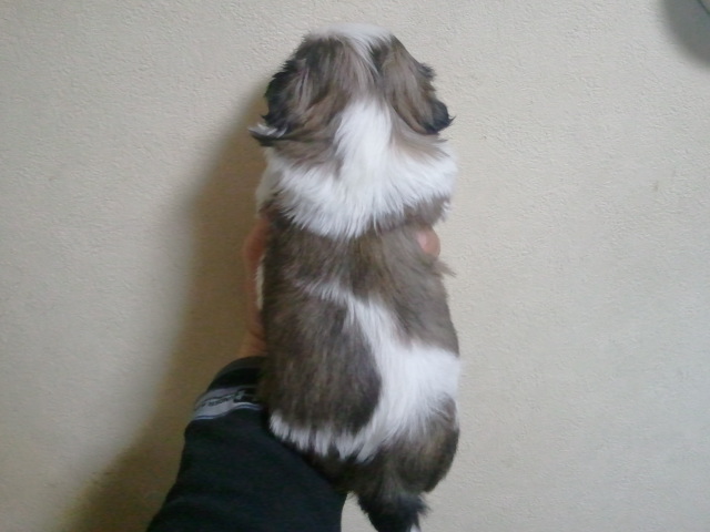 背中
