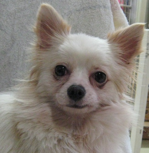 母犬のパールちゃんです!
