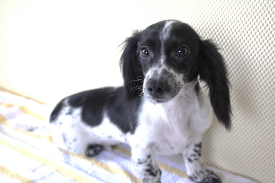 綺麗な柄ですヨ^−^