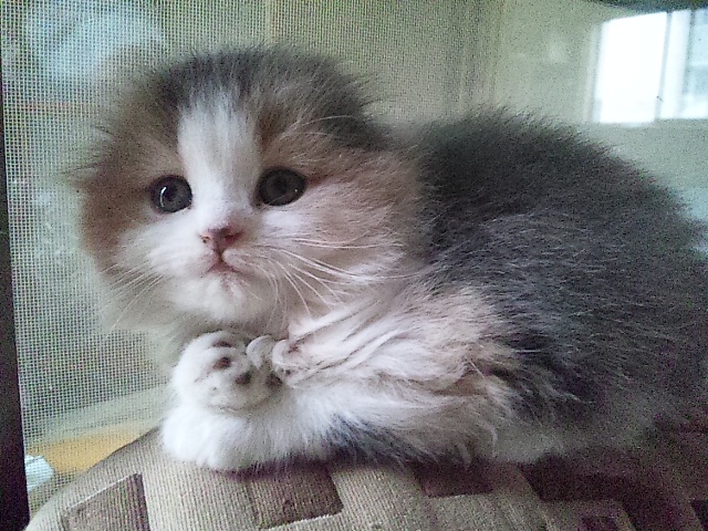 5つ子ちゃんです!