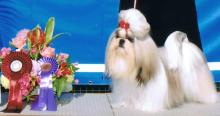 母犬 チャンピオン☆