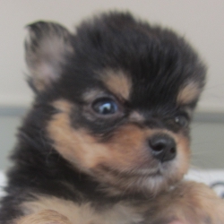 ポメラニアン×チワワのミックス犬!