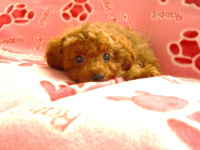 くまさん顔で、とっても可愛い♥