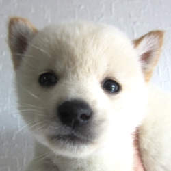 おっとり優しい顔立ちの男の子