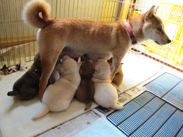 ママのおっぱい、おいしい〜♪
