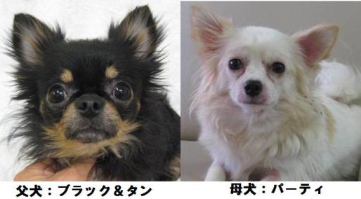 両親犬です。