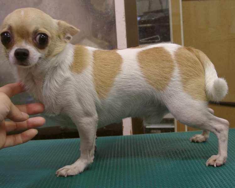 父犬のディーン