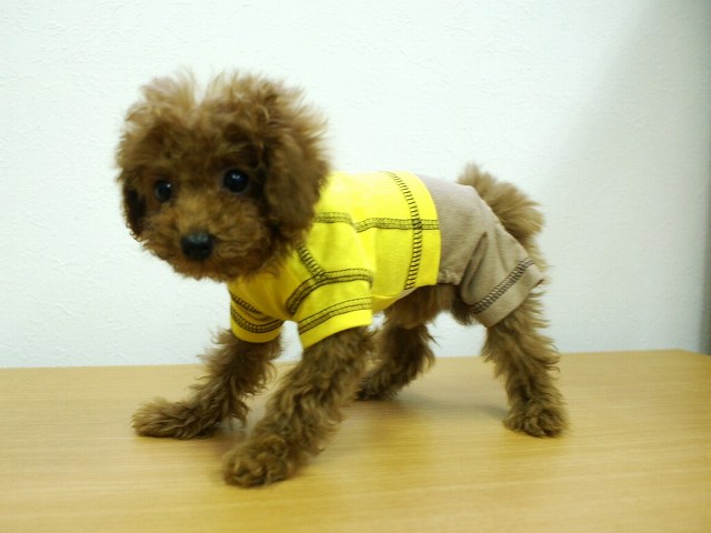 タイニー予想!