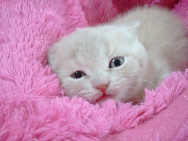 眠い