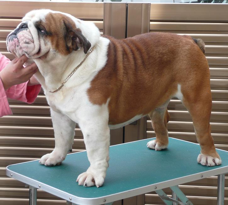 父犬:ニコラ