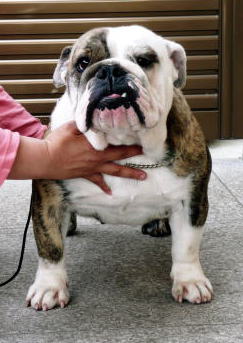 母犬:JKCチャンピオン ハイジ