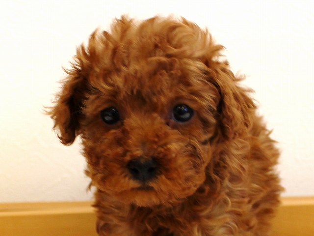♪タイニー予想のレッドの男の子♪