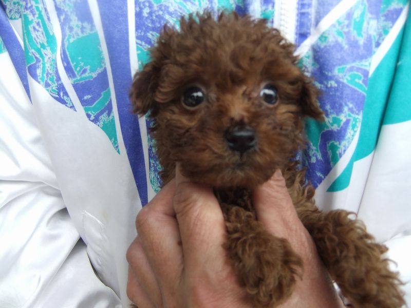 元気な女の子 目がかわいい☆ 生まれて1ヶ月の子犬