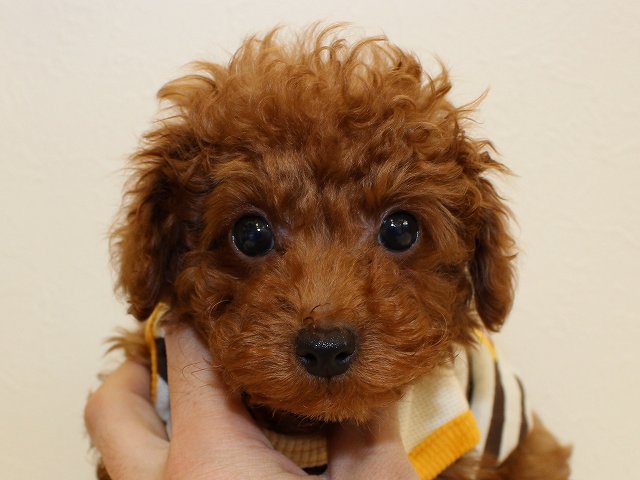 ♪タイニー予想のレッドの男の子♪