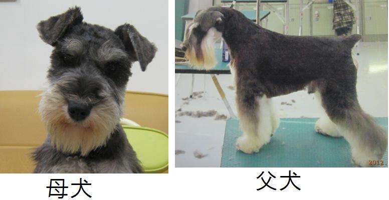 両親犬です