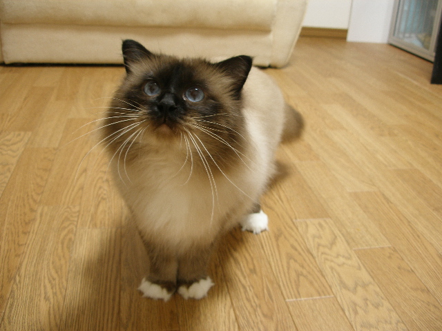 父猫です