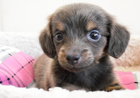 ミックス犬 ミニチュアダックスフンド×トイプードル